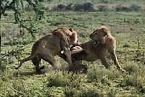 White Lions Fighting