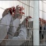 Israel-imigration-policy