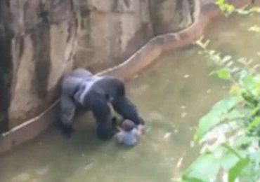 Tragic shooting of Gorilla yet another example of White Privilege, says BlackLivesMatter