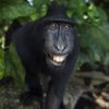 Israeli chief rabbi calls black people ‘monkeys’: Zio-Watch, March 27, 2018