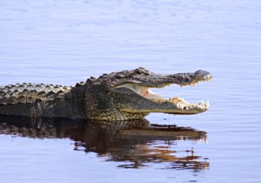Dr Duke on Growing to Manhood – Swimming with the Alligators & the Basics Young Whites aren’t Learning!